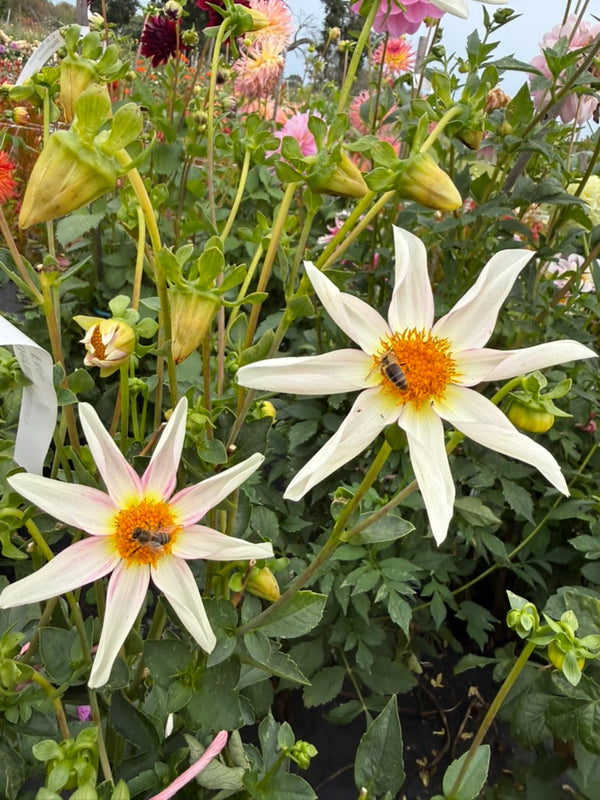 Dahlia Seed - Derma Dainty