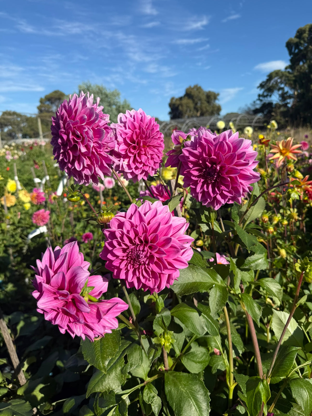 Dahlia - Angie's Fuschia