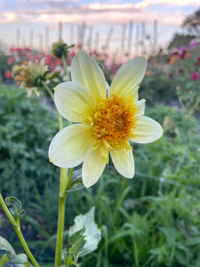 Dahlia - April Star