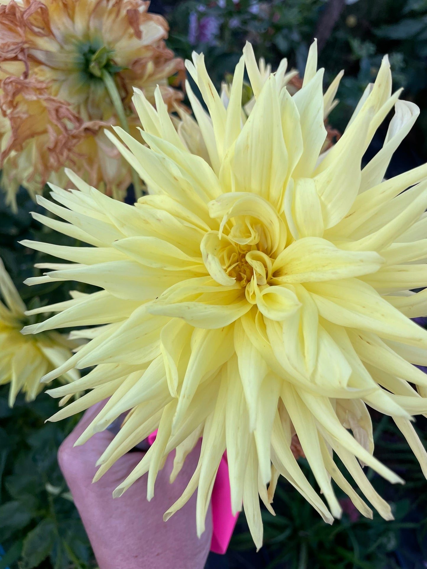 Dahlia - Winkie Lunar (NA 2025)