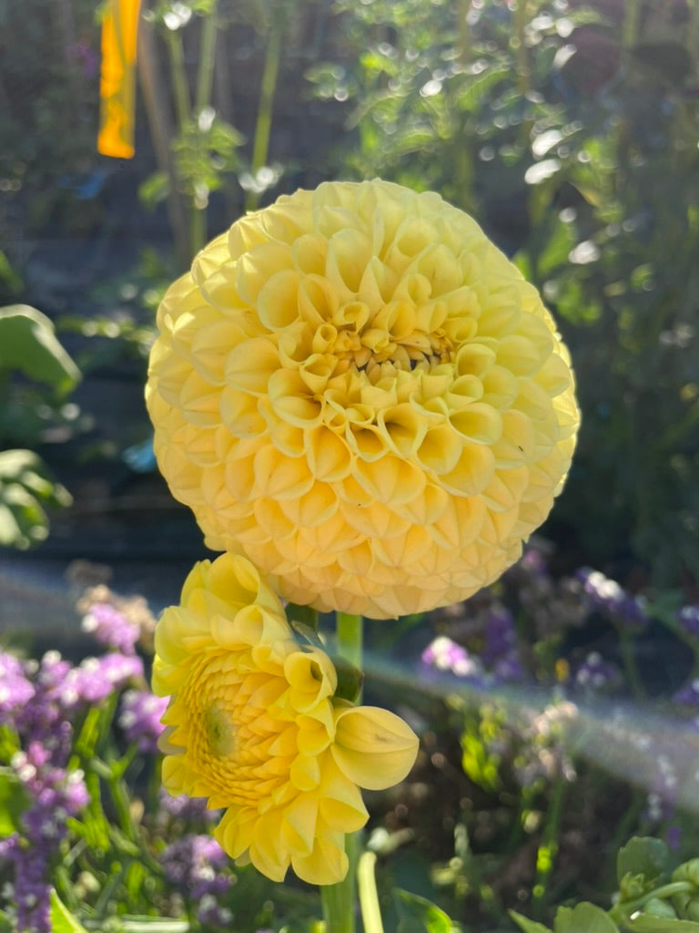 Dahlia - Florelie WInter Sunshine