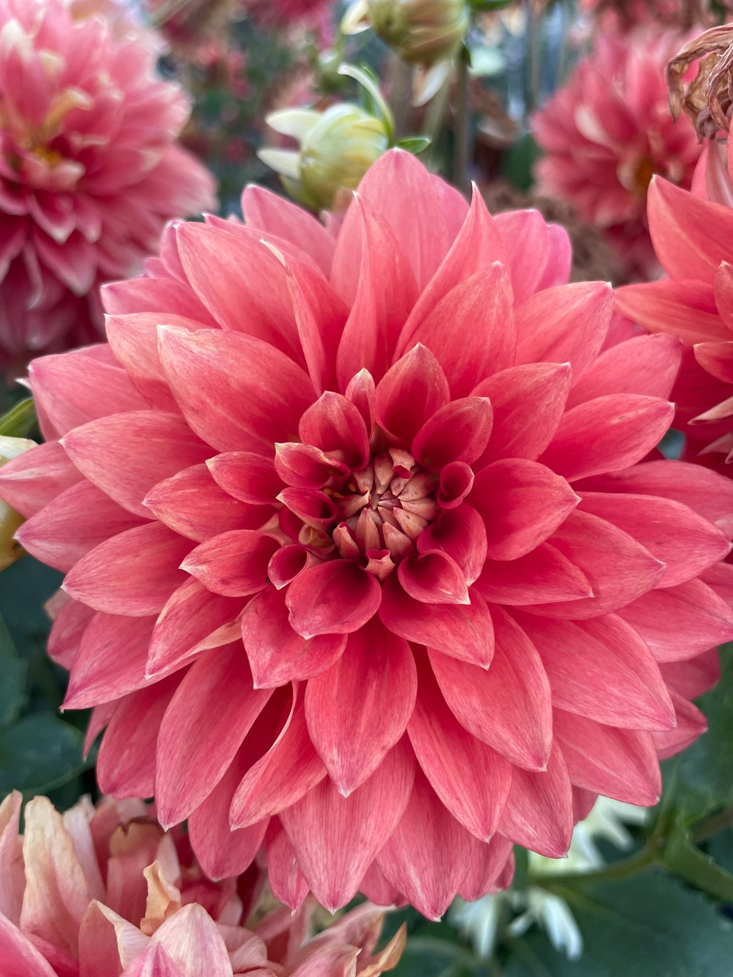 Dahlia - Harlequin (max 1)