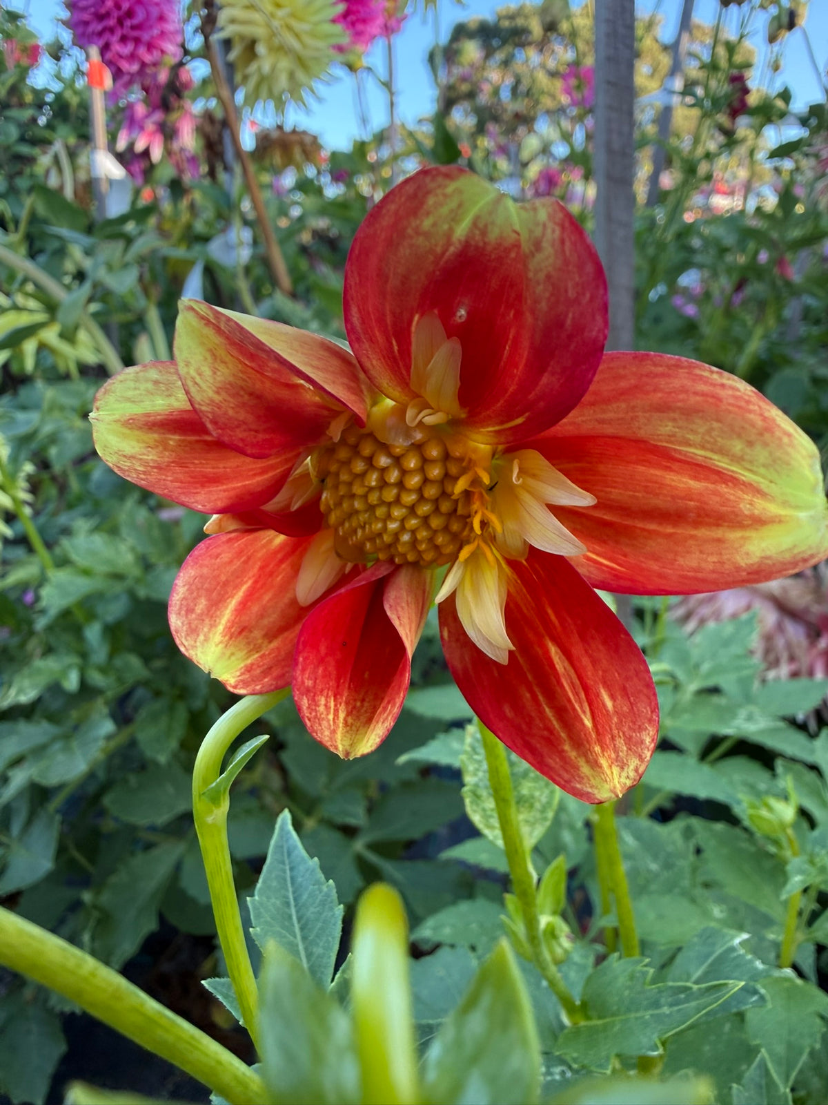 Dahlia - Muriel