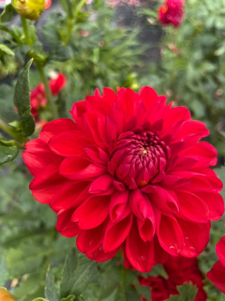 Dahlia - Aurora 'O'