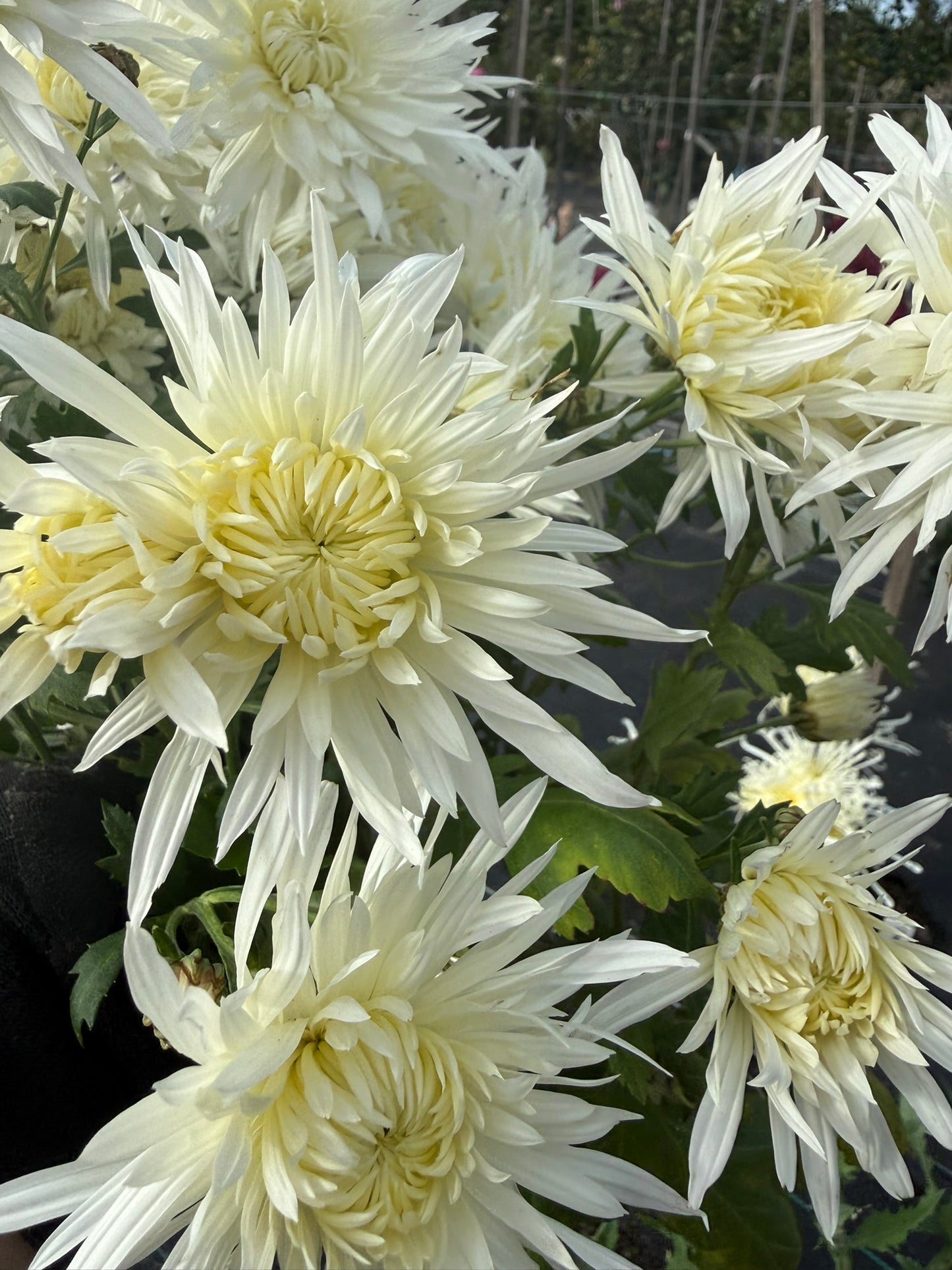 Chrysanthemum - Rooted Cutting -Koh Lan