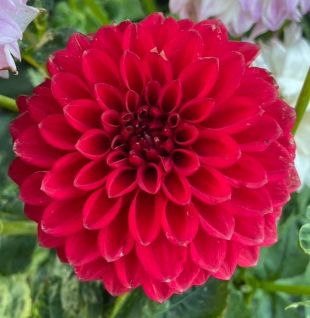 Dahlia - Sheval Megan