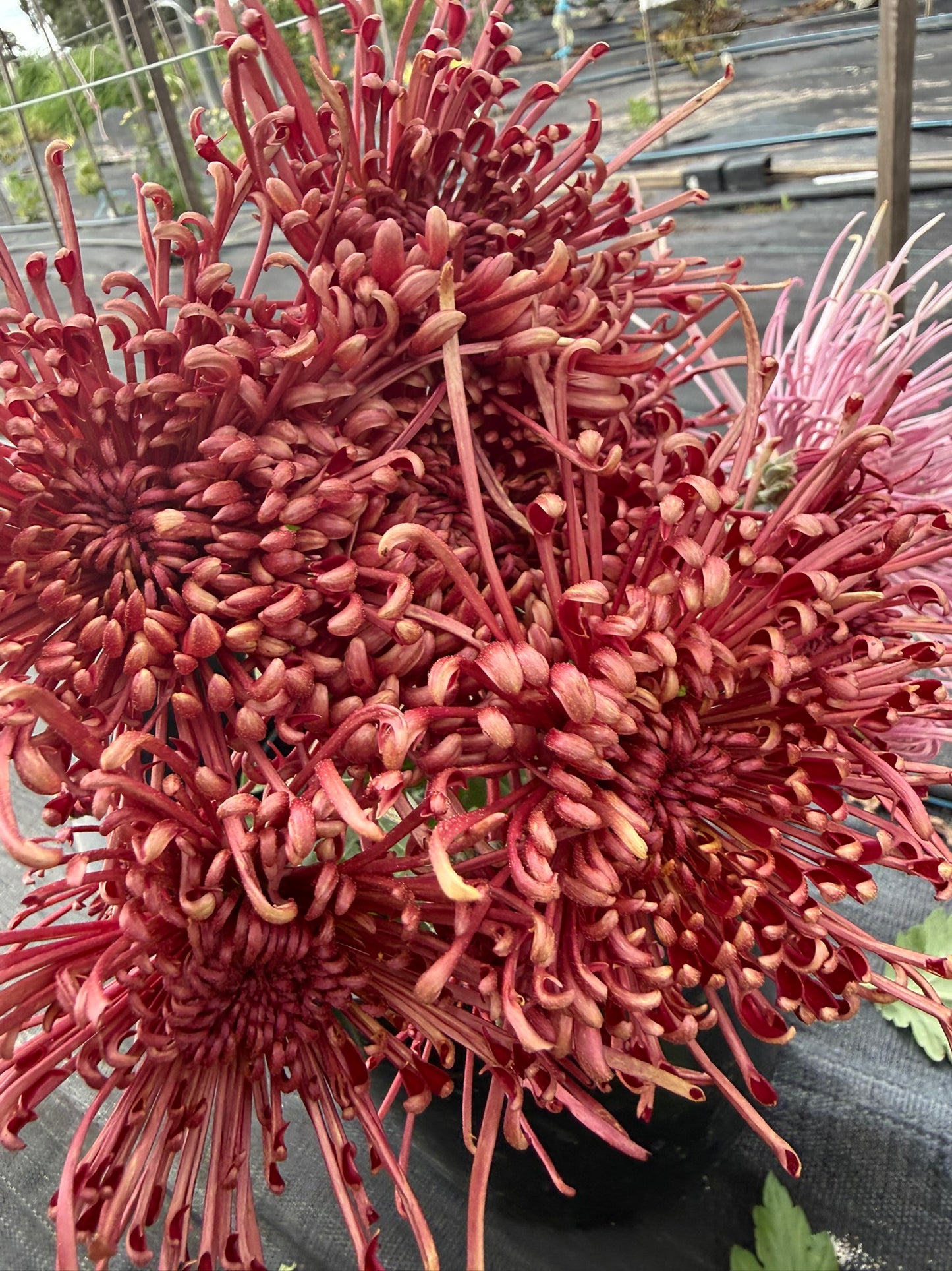 Chrysanthemum - Rooted Cutting - Scarlet O'Hara