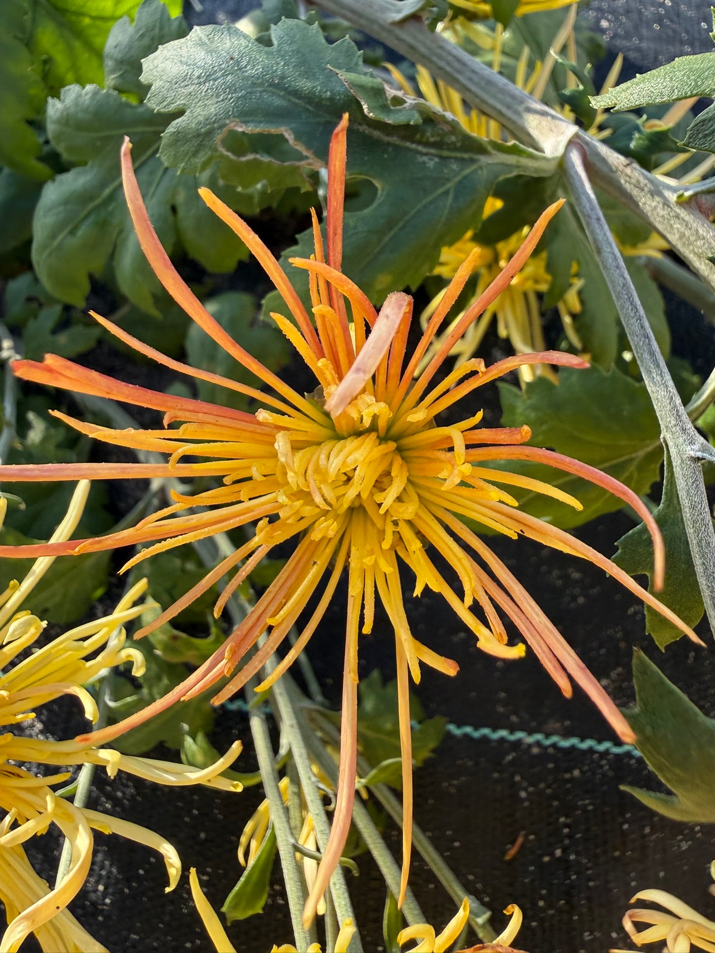 Chrysanthemum - Rooted Cutting - Western Voodoo