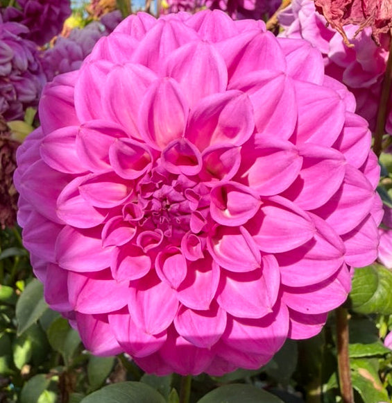 Dahlia Seed - Darbro Lucy