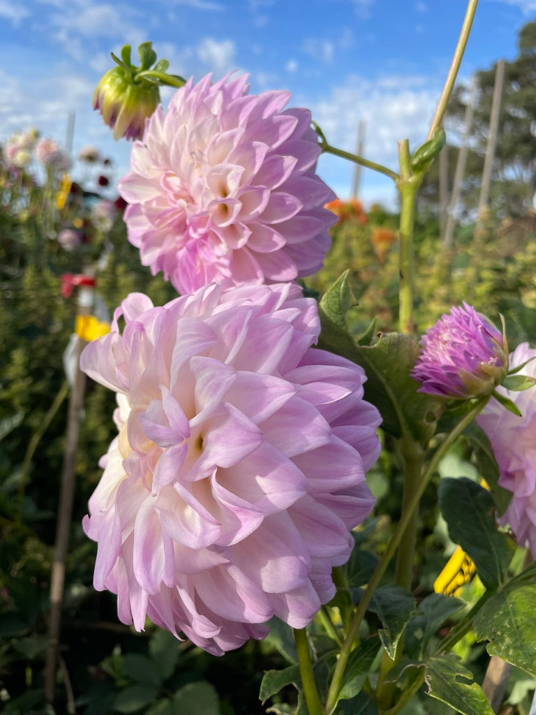 Dahlia - Maggie Hannaford