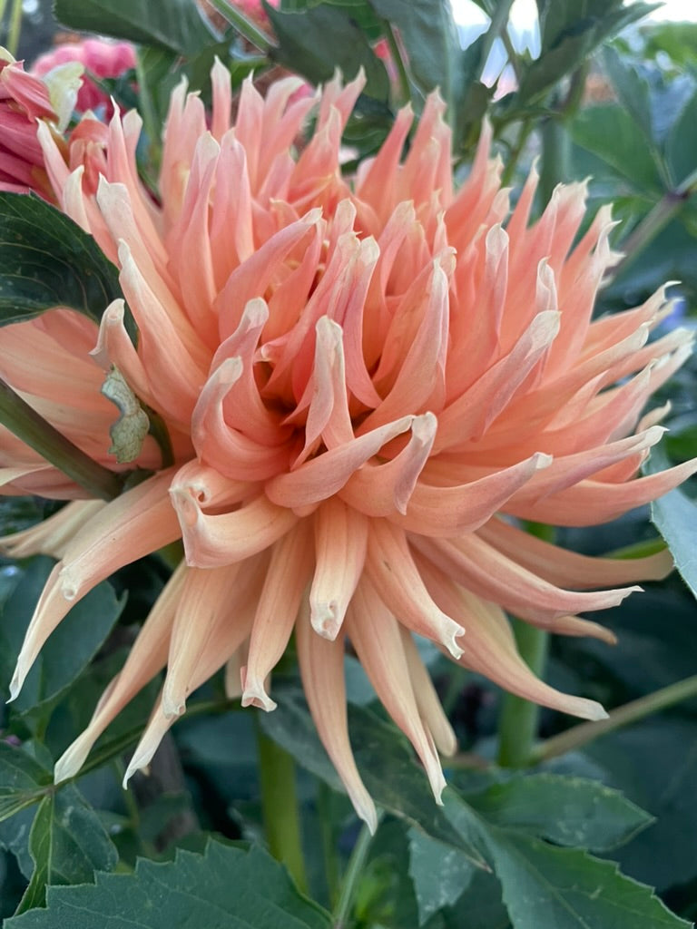 Dahlia - Glenora Apricot
