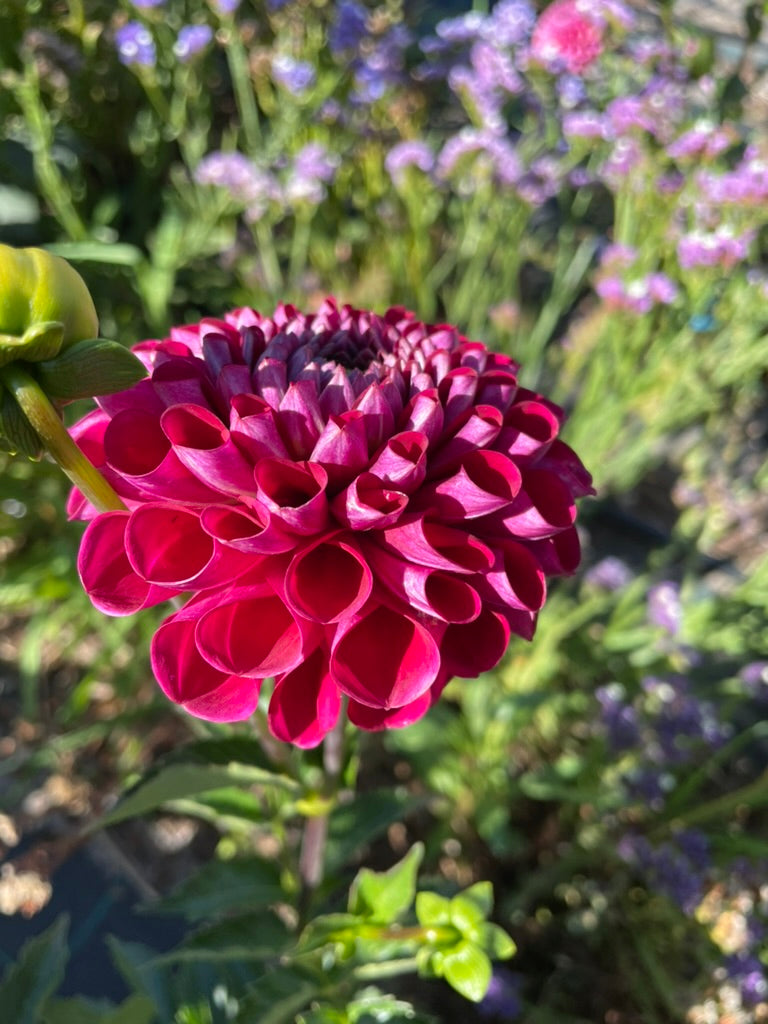 Dahlia - Winkie Grenache