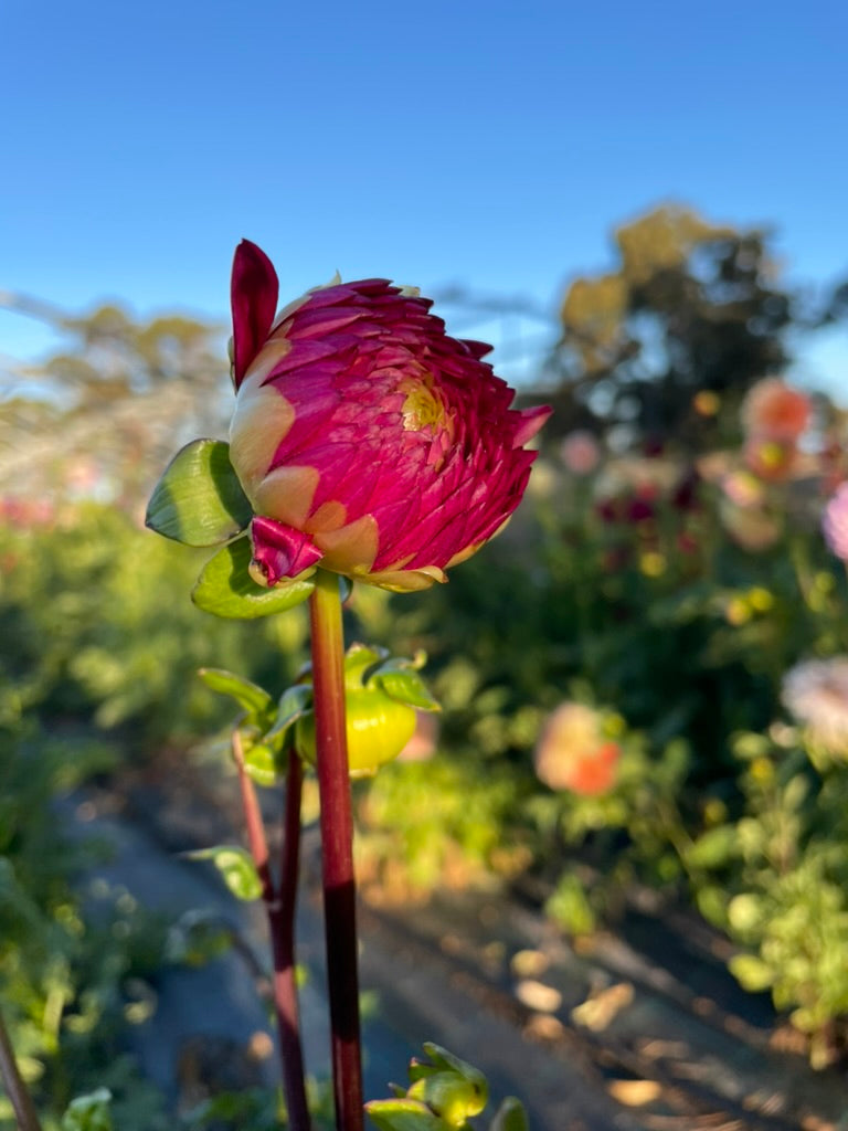 Dahlia - Royal
