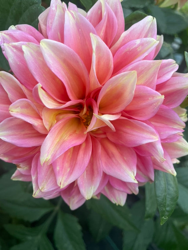 Dahlia Seed - Kallista's Mystery