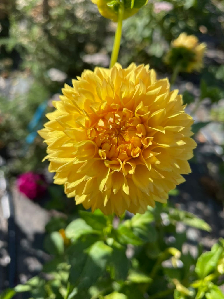 Dahlia - Florelie Dandelion