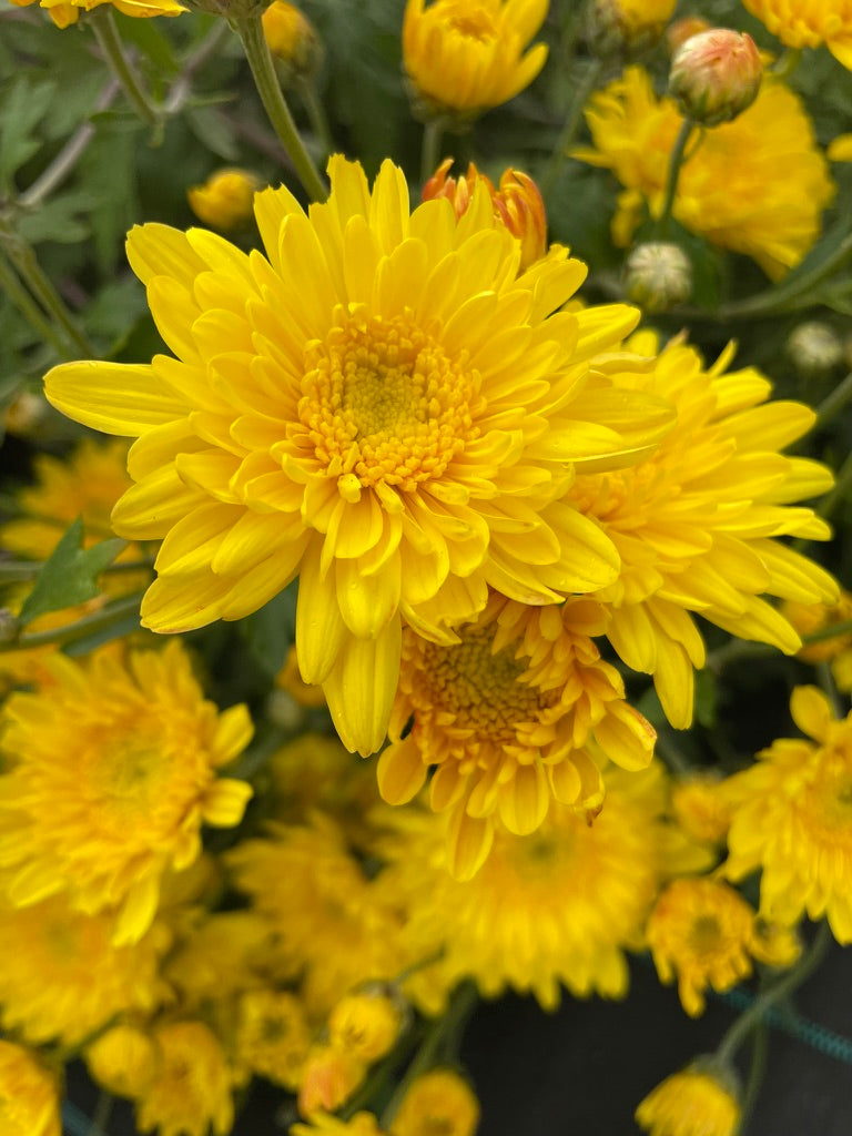 Heirloom Chrysanthemum - Rooted Cutting - Golden Yellow