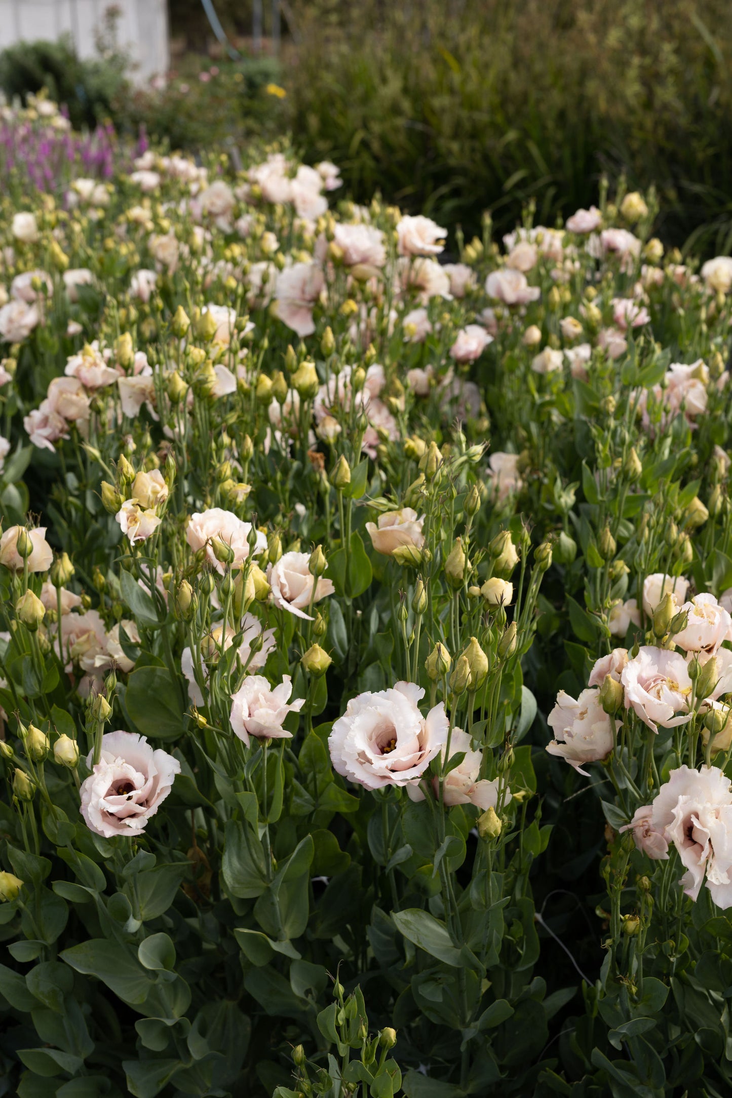 Autumn in the Cutting Garden