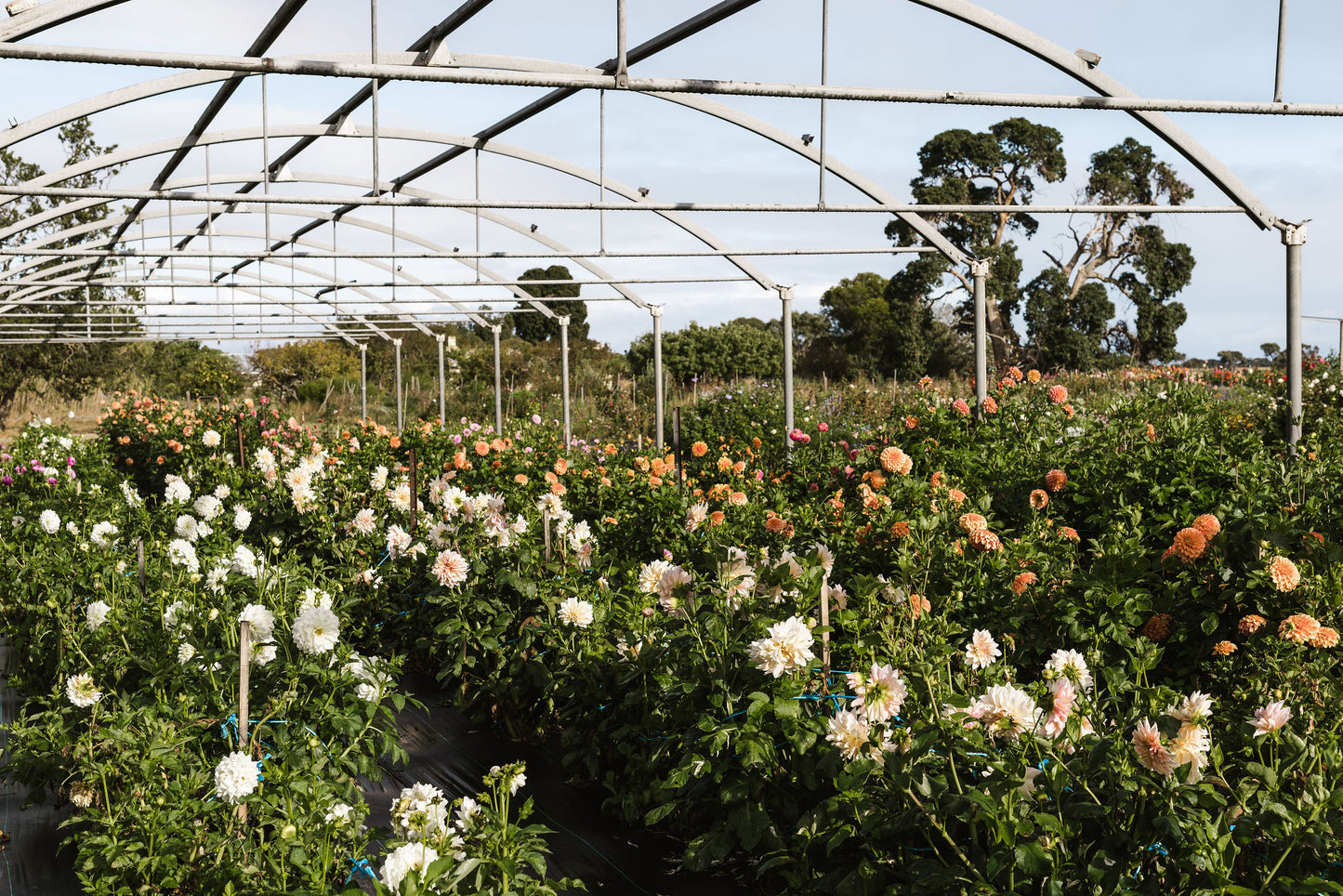 Dahlia Seeds - Winkie Lipstick