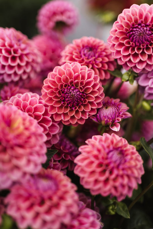 Dahlia Seed - Winkie Truffle