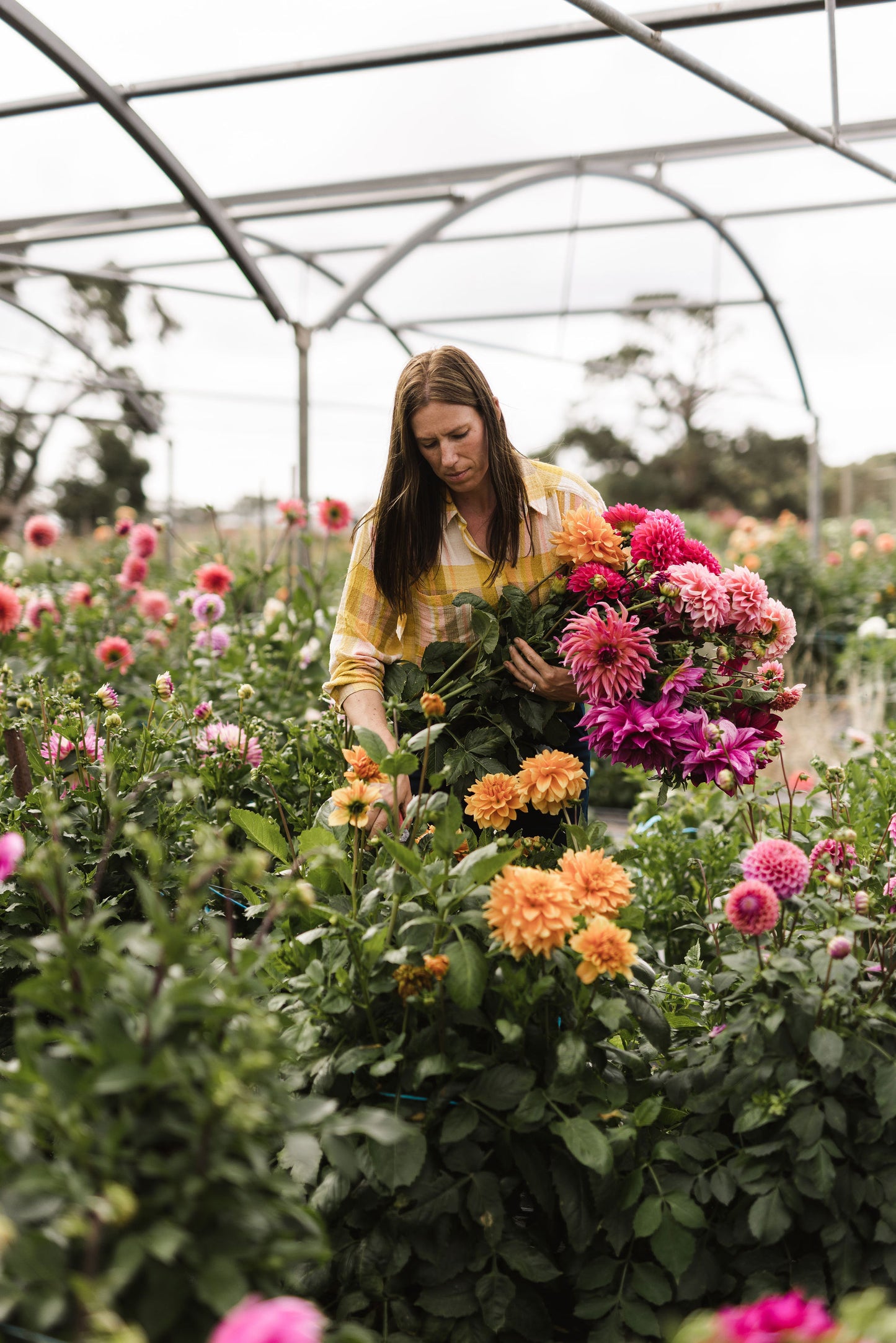 Pick your Own Dahlias - March to Easter Weekend - Flower Farm Experience