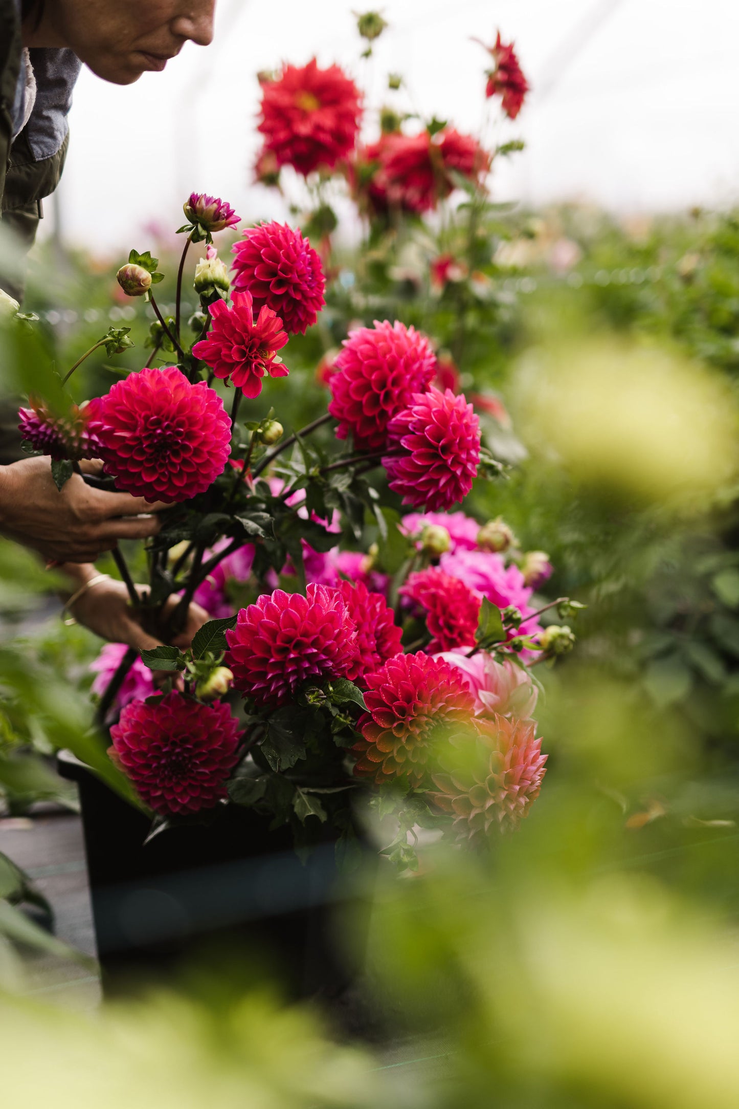 Dahlia Basics and Q&A - Free Zoom Call