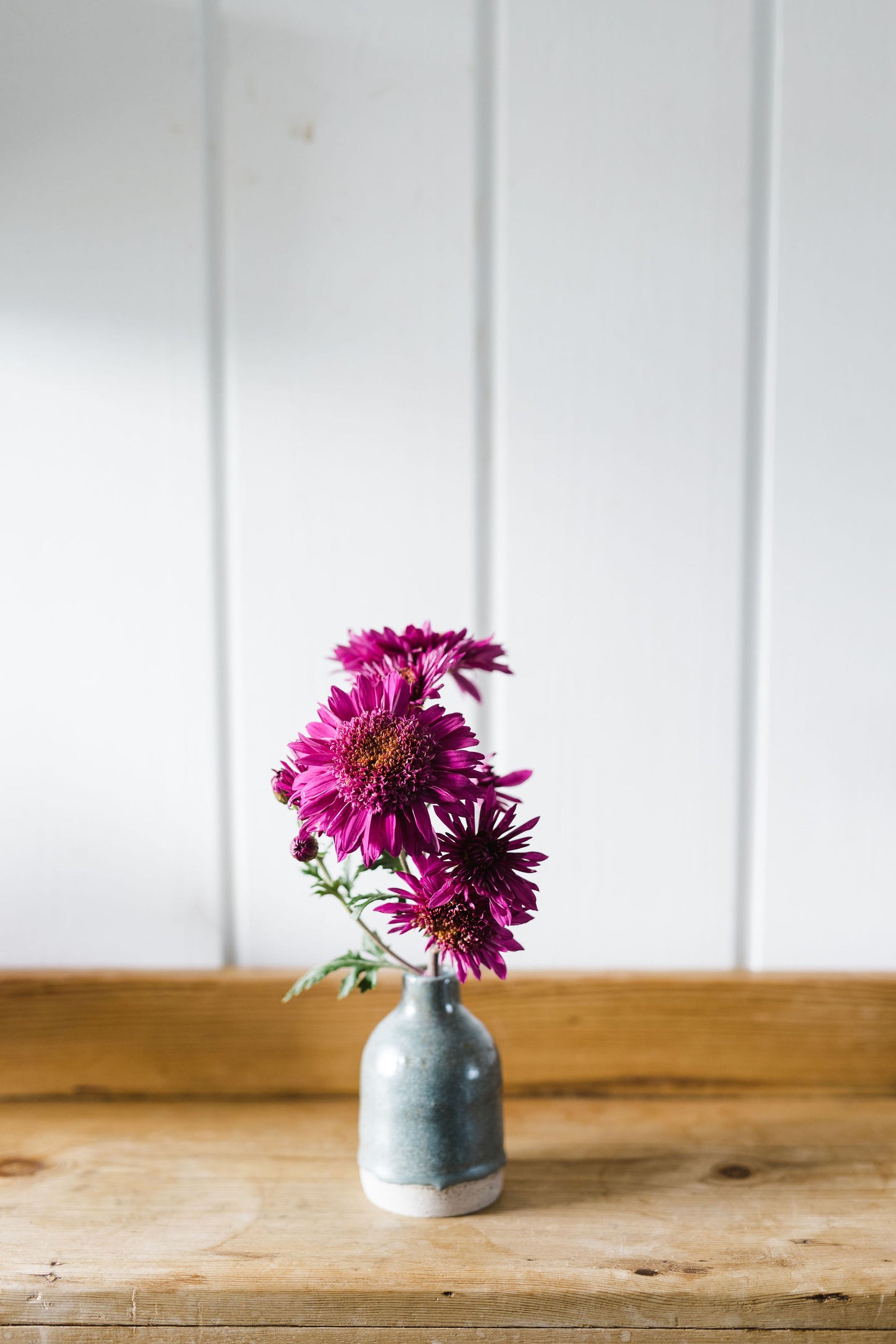Heirloom Chrysanthemum - Rooted Cutting - Burgundy Anemone