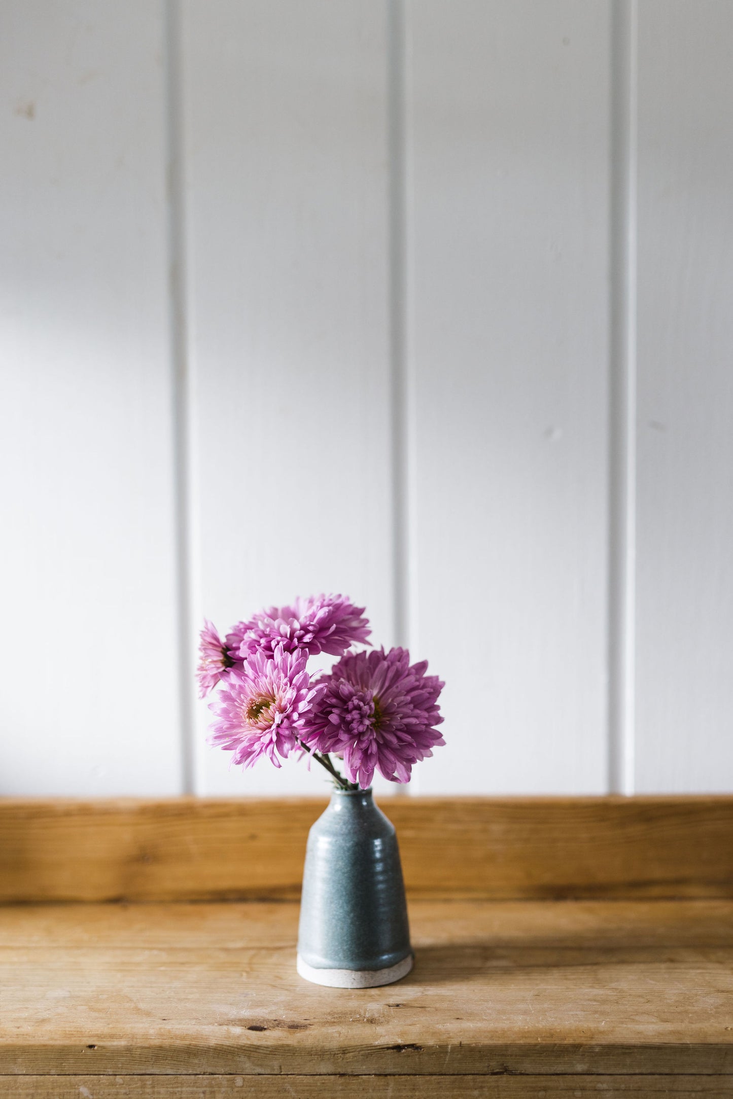 Heirloom Chrysanthemum - Rooted Cutting - Candy Pink