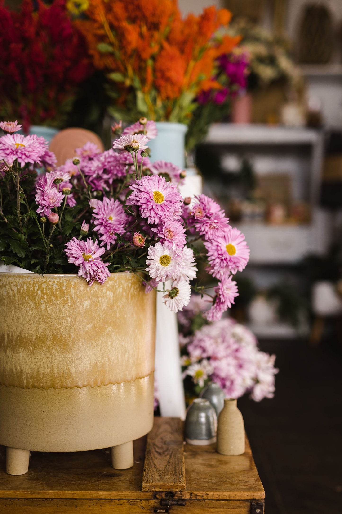 Heirloom Chrysanthemum - Rooted Cutting - Candy Pink