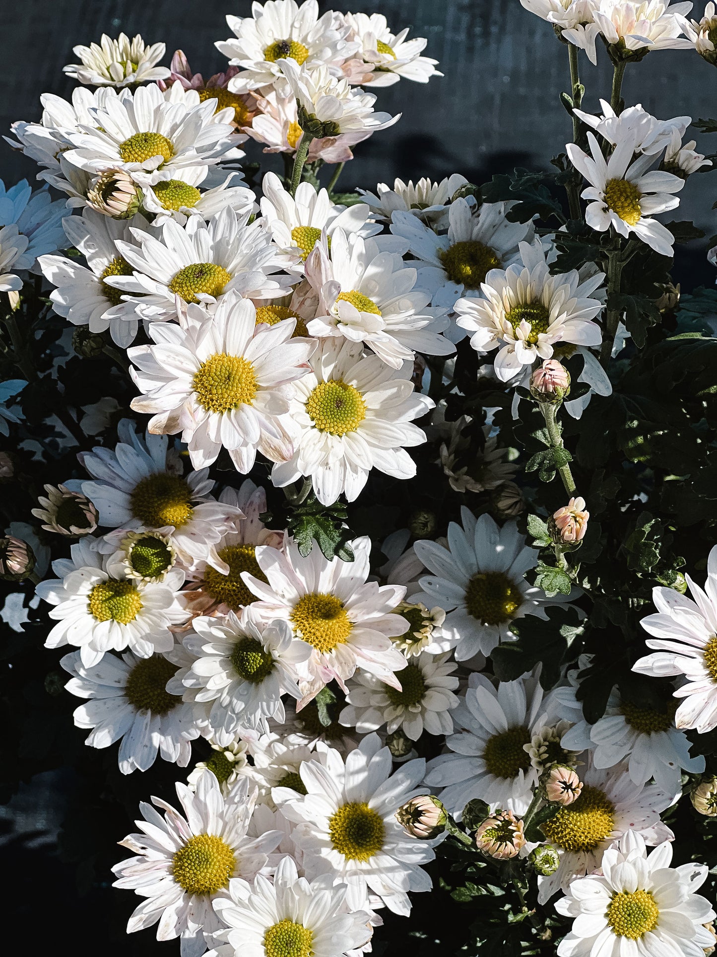Heirloom Chrysanthemum - Single Daisy - Nov Release