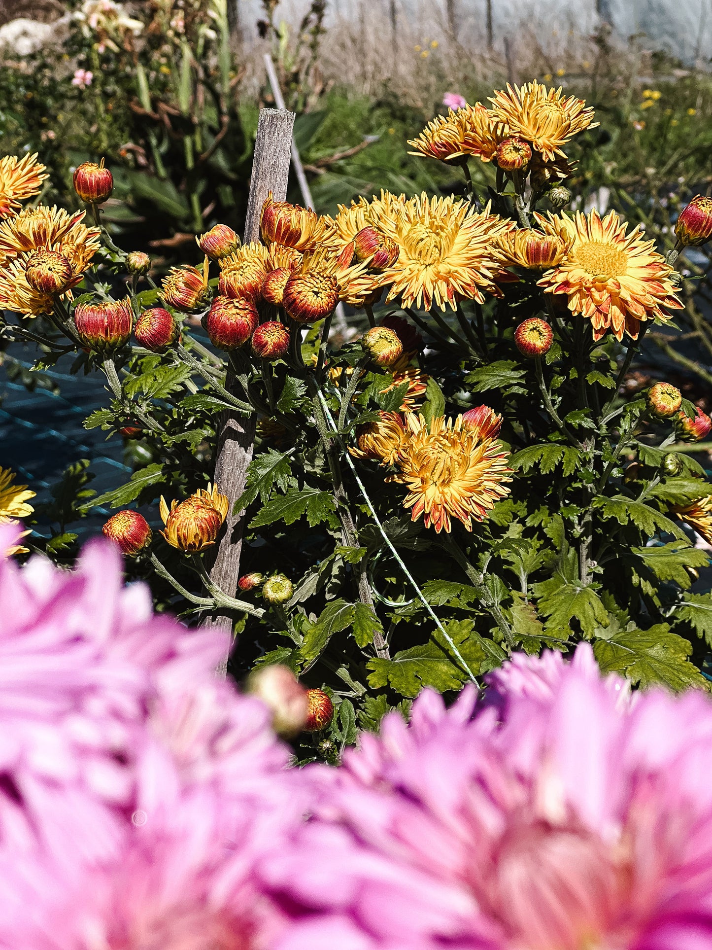 Heirloom Chrysanthemum - Rooted Cutting - Gold and Mustard
