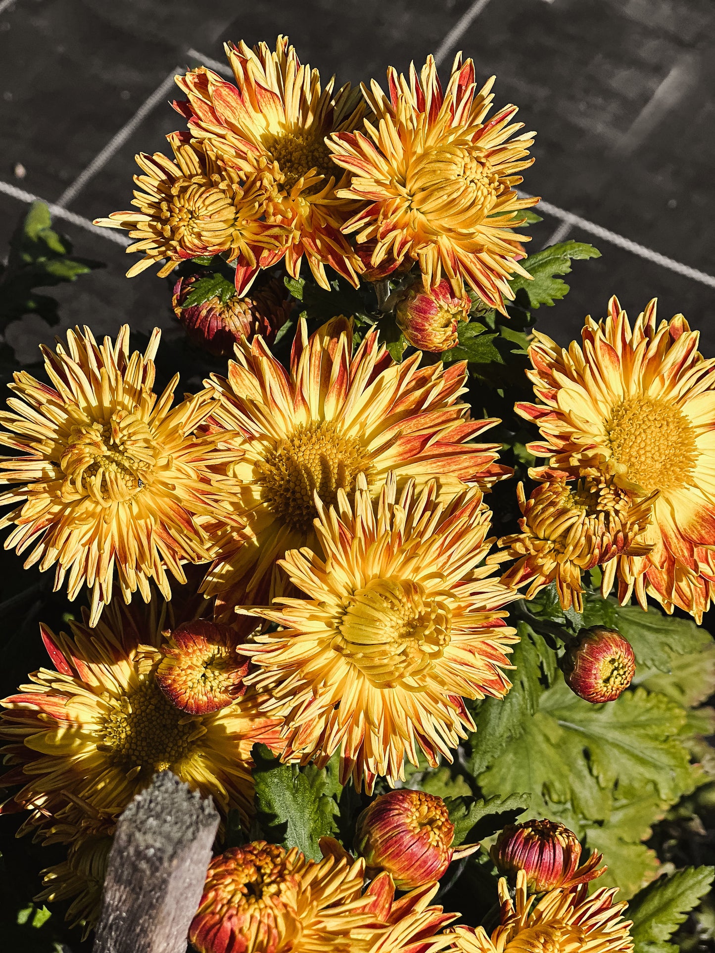 Heirloom Chrysanthemum - Rooted Cutting - Gold and Mustard