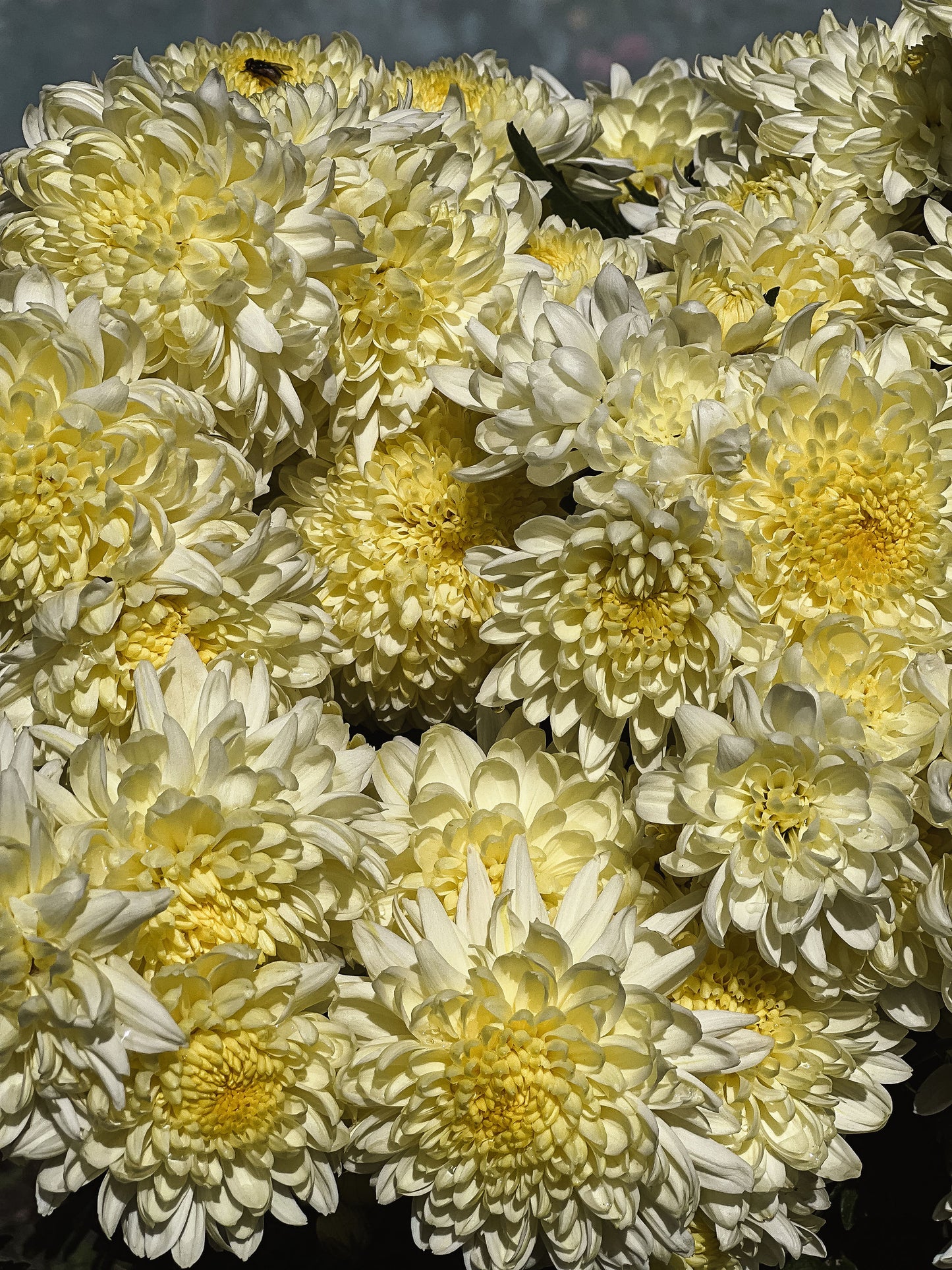 Heirloom Chrysanthemum - Rooted Cutting - Bright Lemon