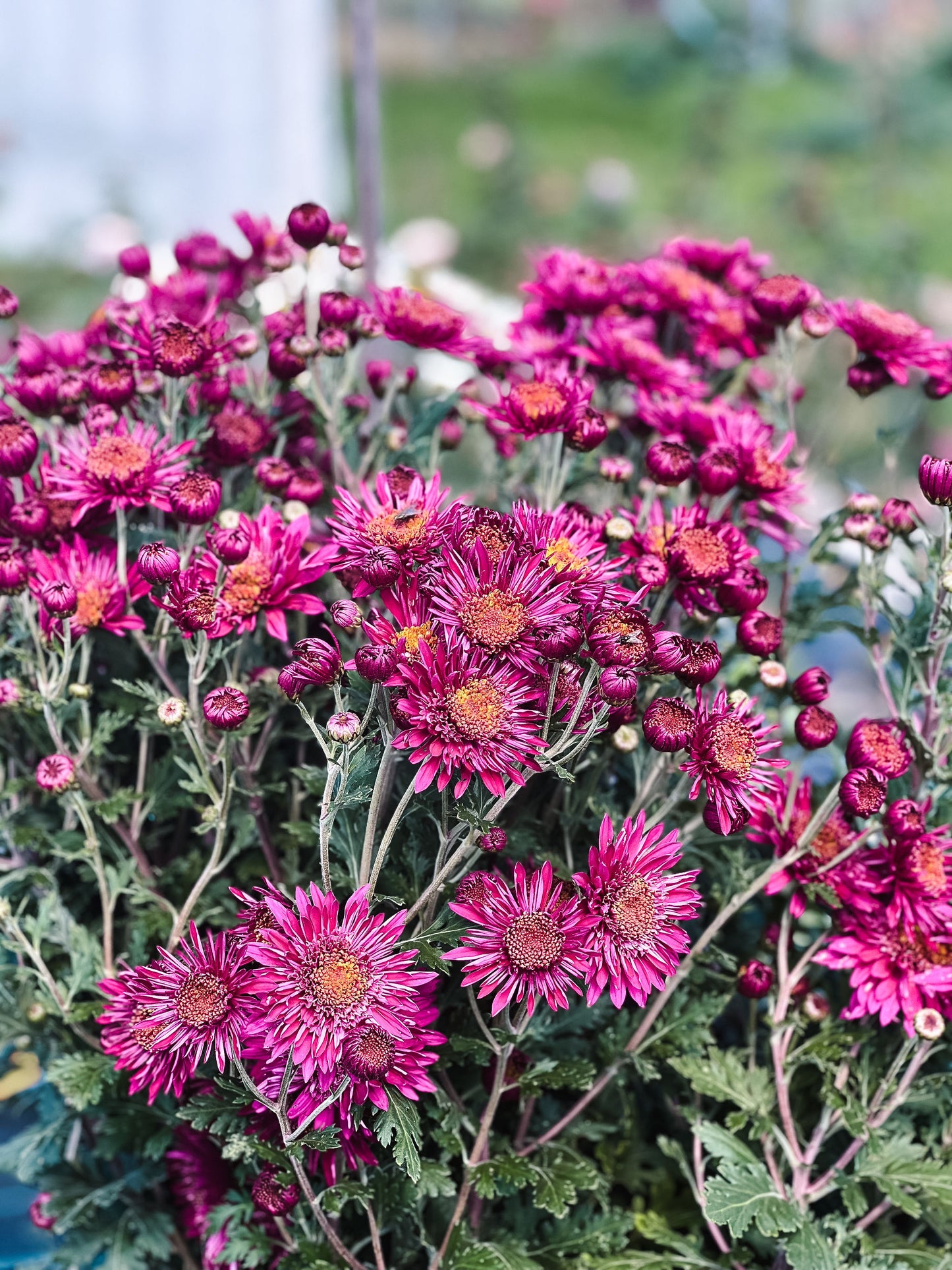Heirloom Chrysanthemum - Rooted Cutting - Burgundy Anemone
