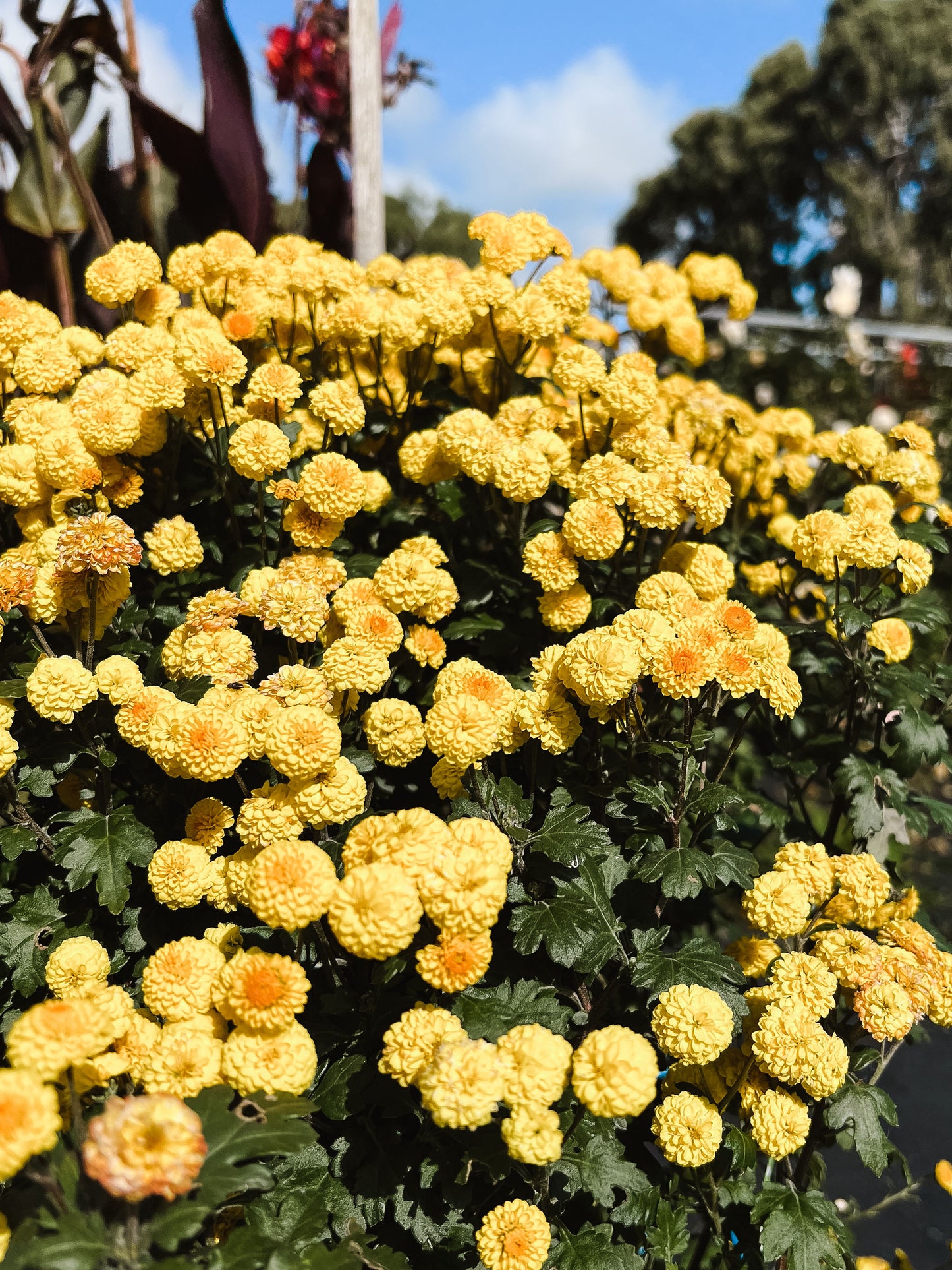 Heirloom Chrysanthemum - Rooted Cutting - Mustard Button
