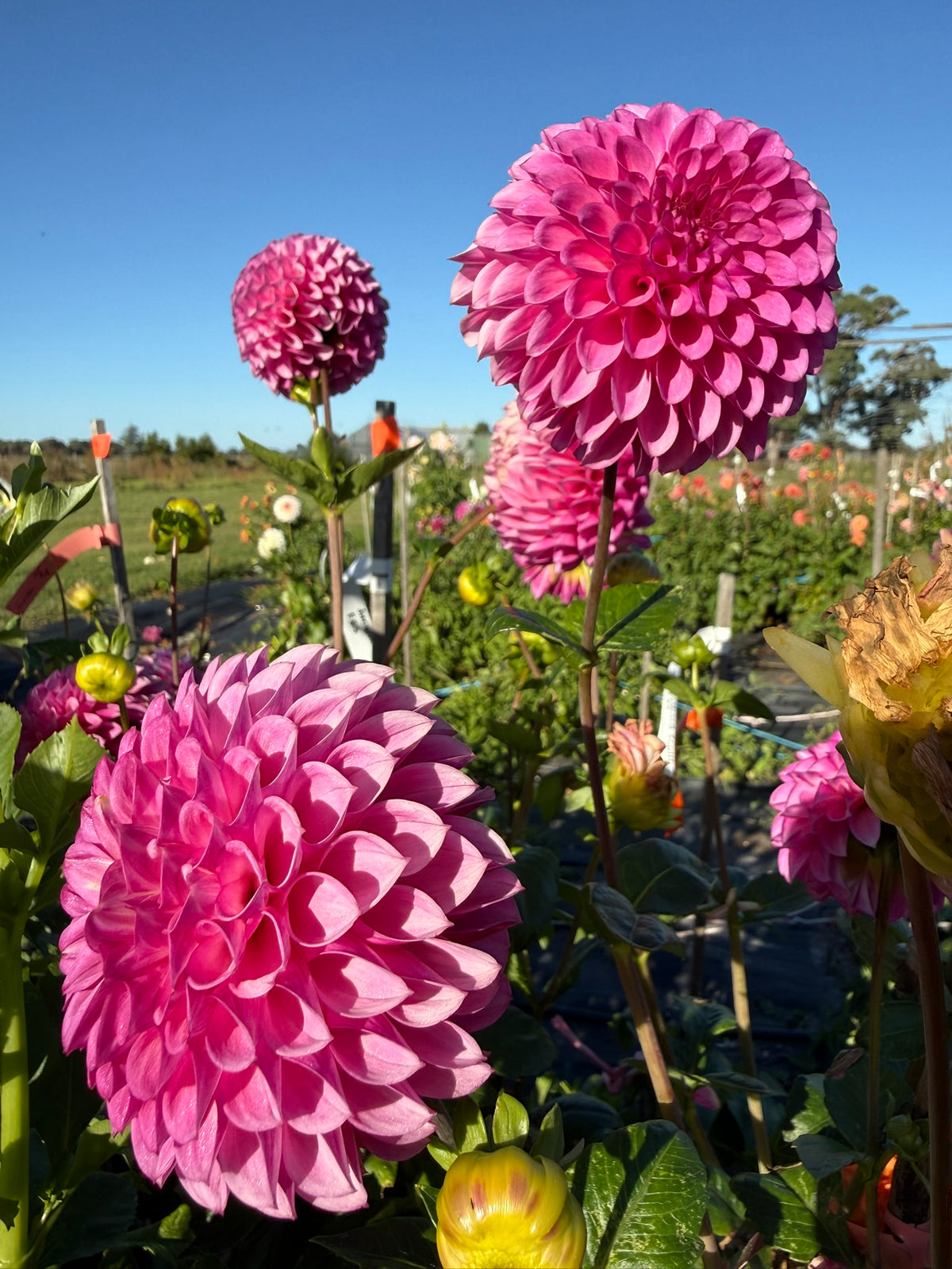 Dahlia - Devon Saigon