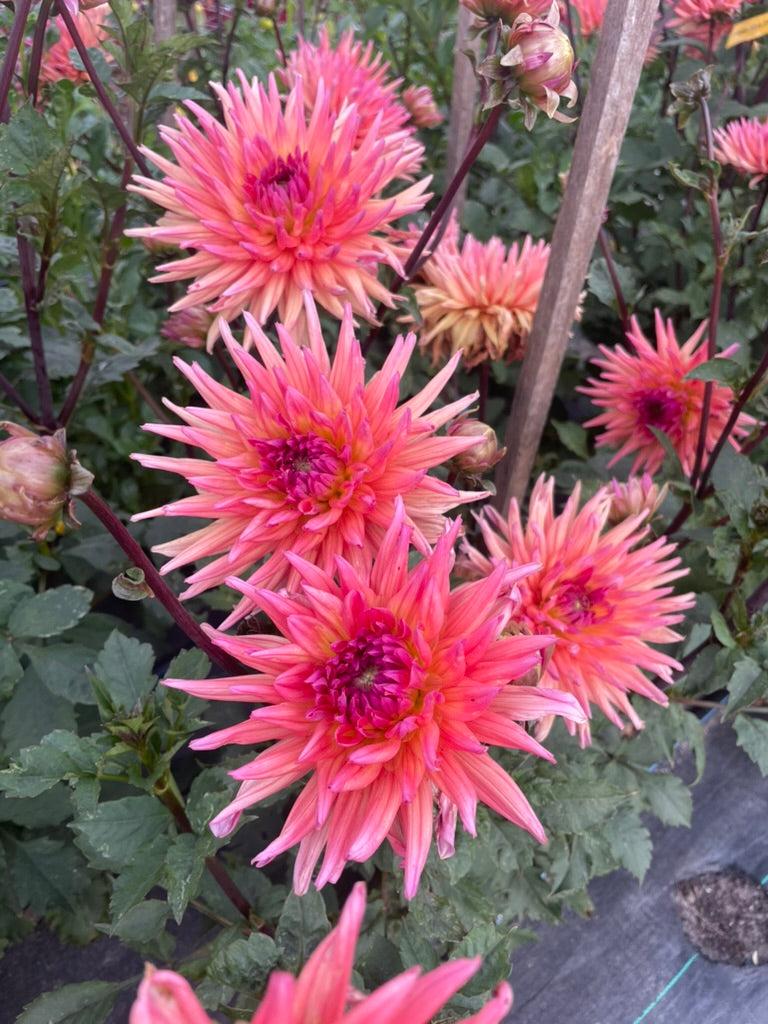 Dahlia - Winkie Mark