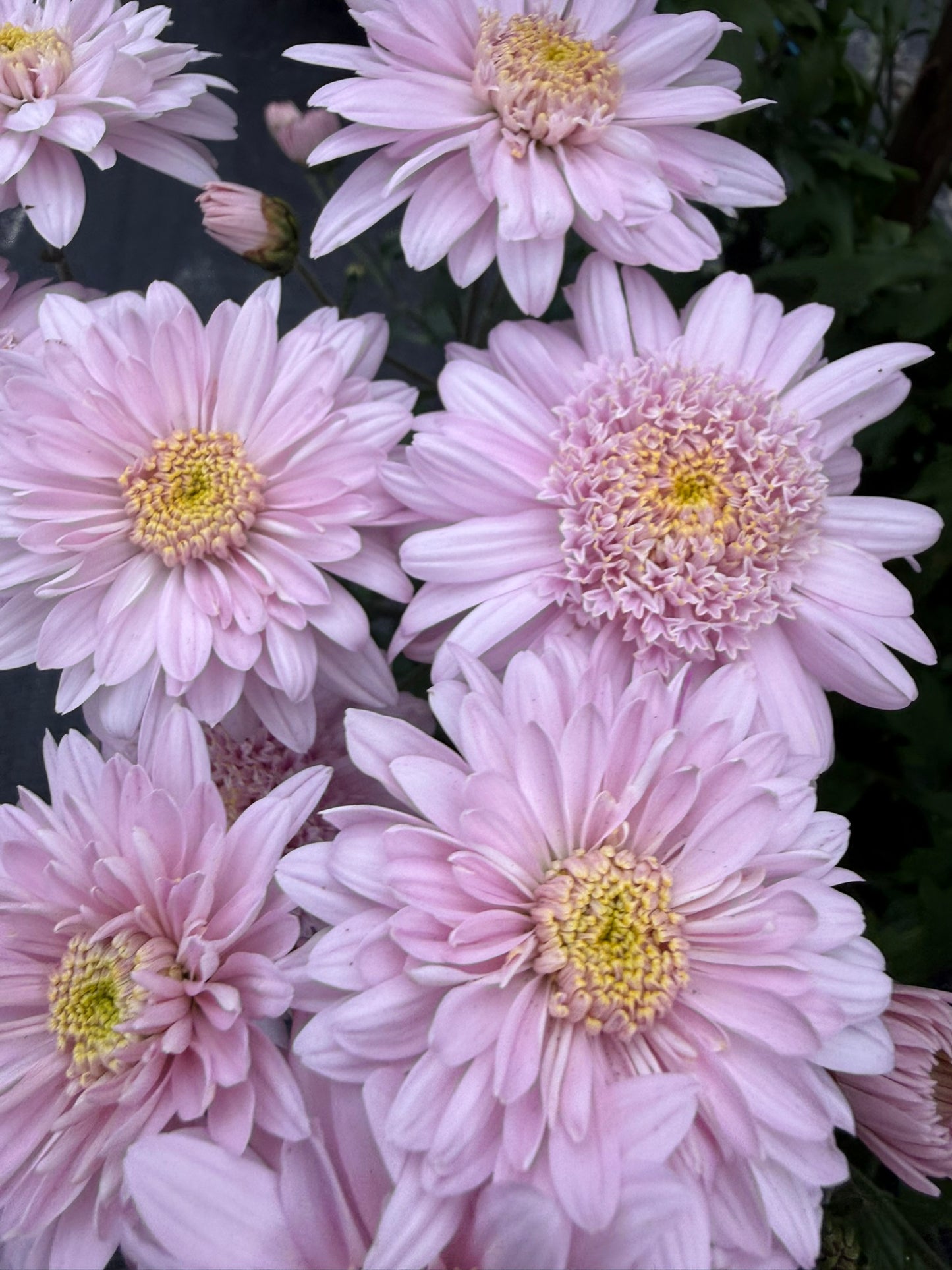 Chrysanthemum - Rooted Cutting - Rose Mundial