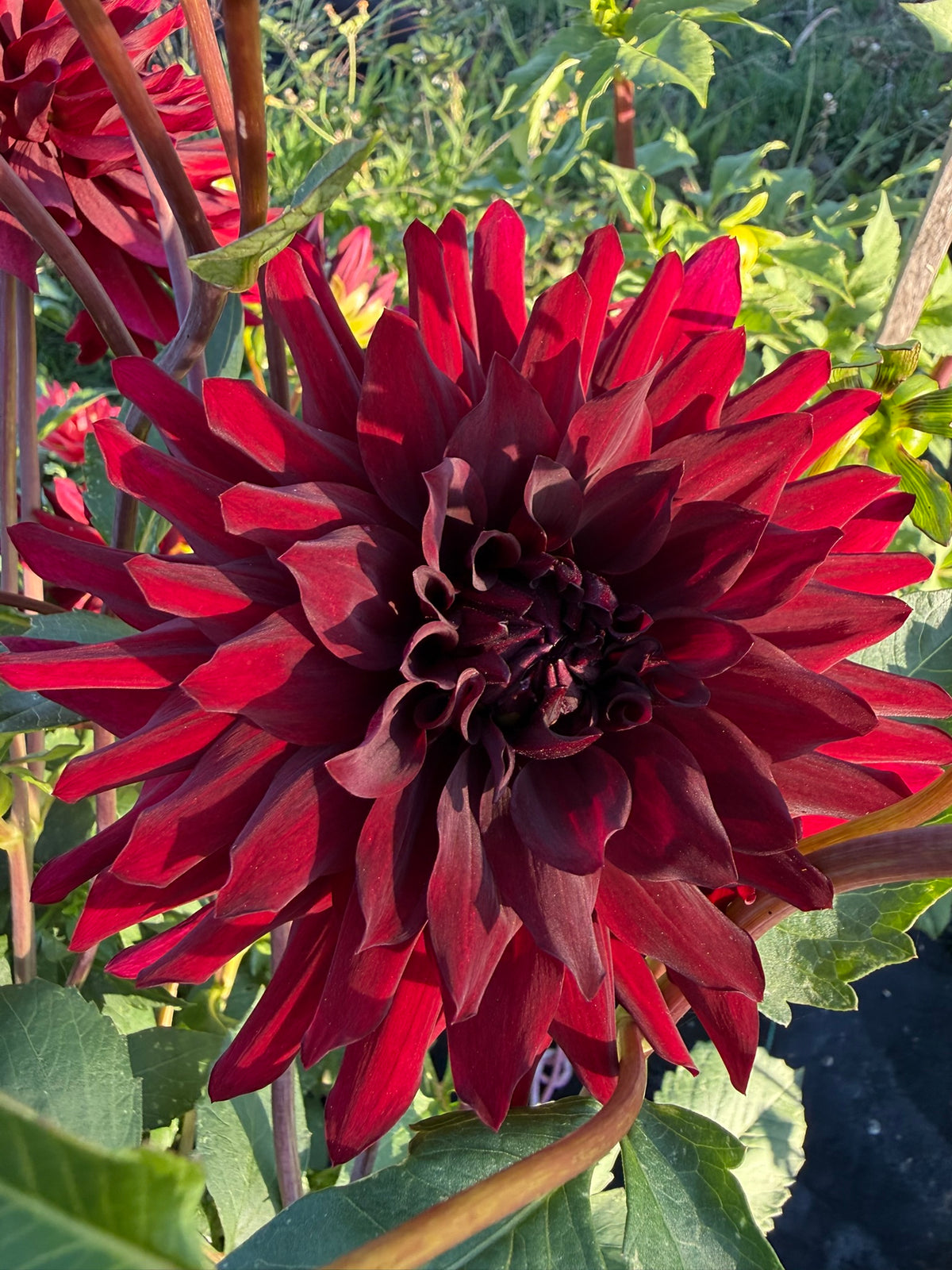 Dahlia - Kokachou