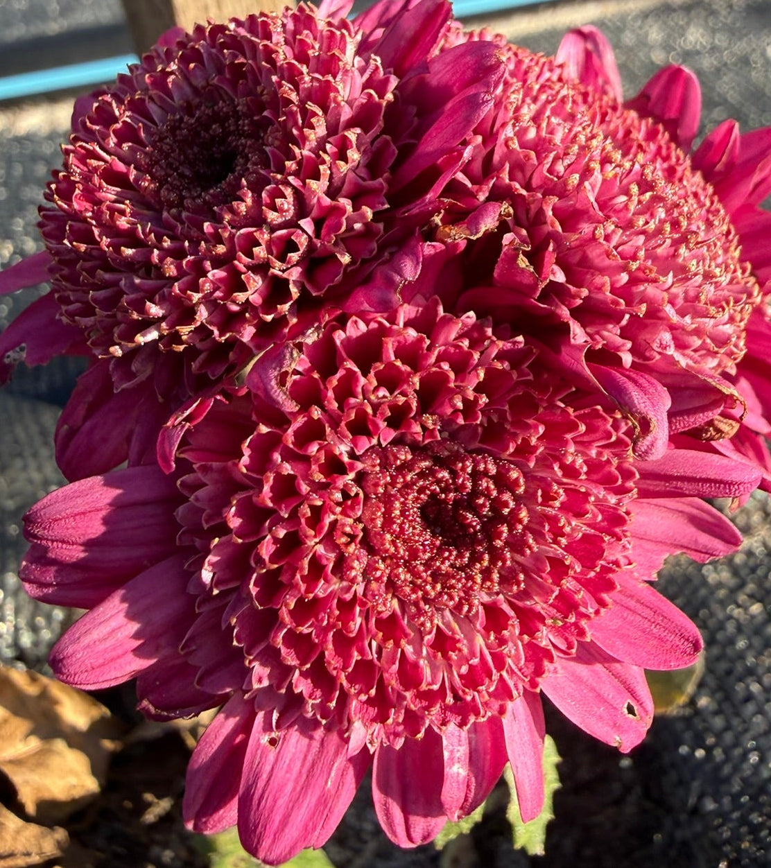 Chrysanthemum - Rooted Cutting - Cloverlea Herald