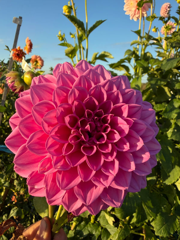 Dahlia Seed - Brian R