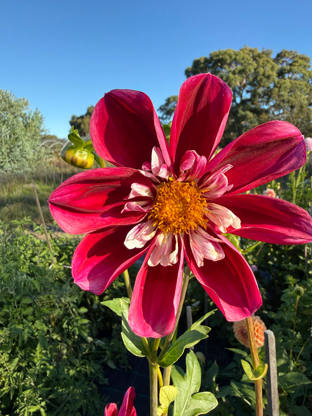 Dahlia - Darbro Marianne