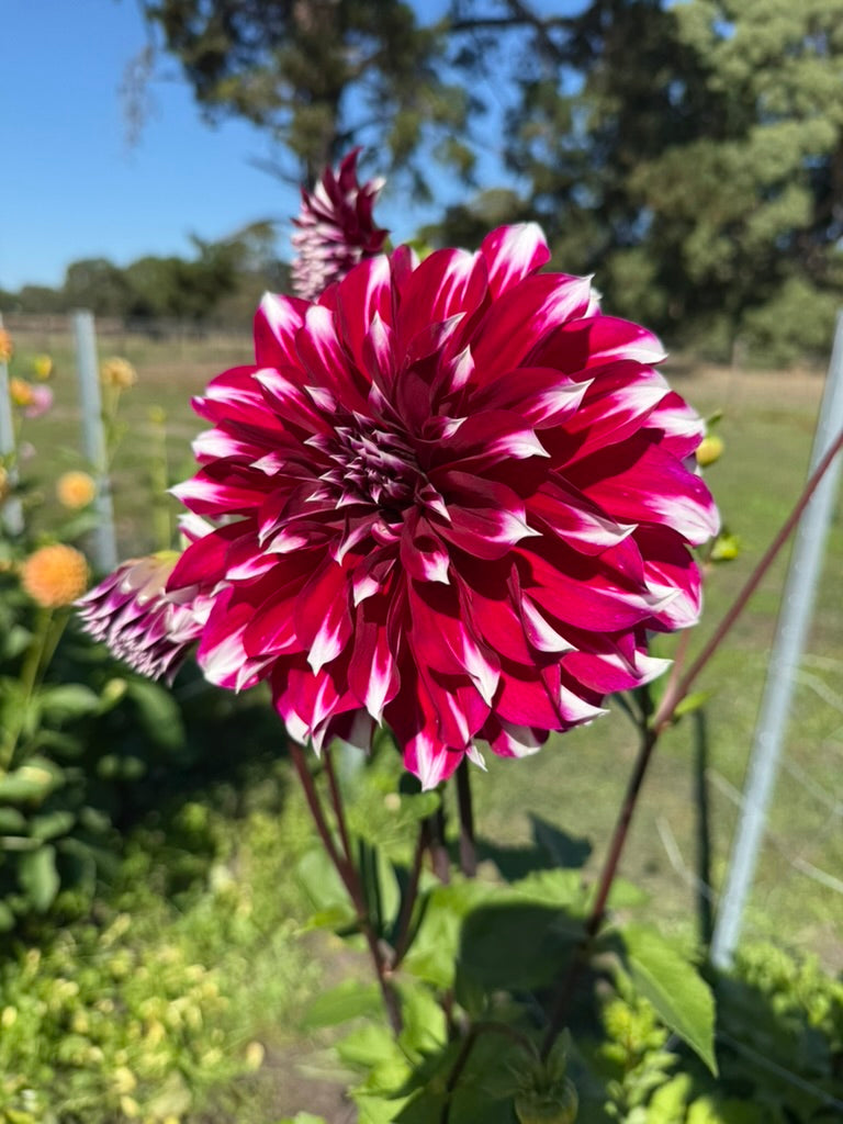 Dahlia - Helena