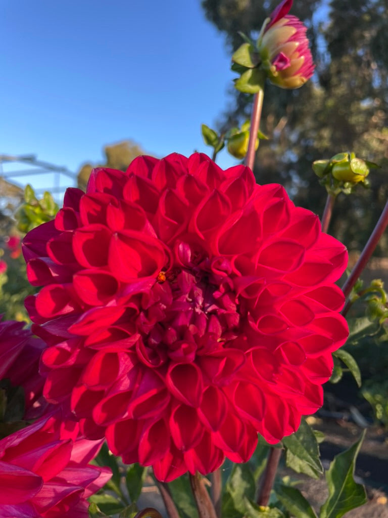 Dahlia - Royal