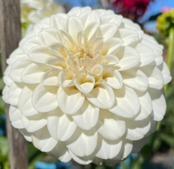 Dahlia Seed - Glenmarc Francis