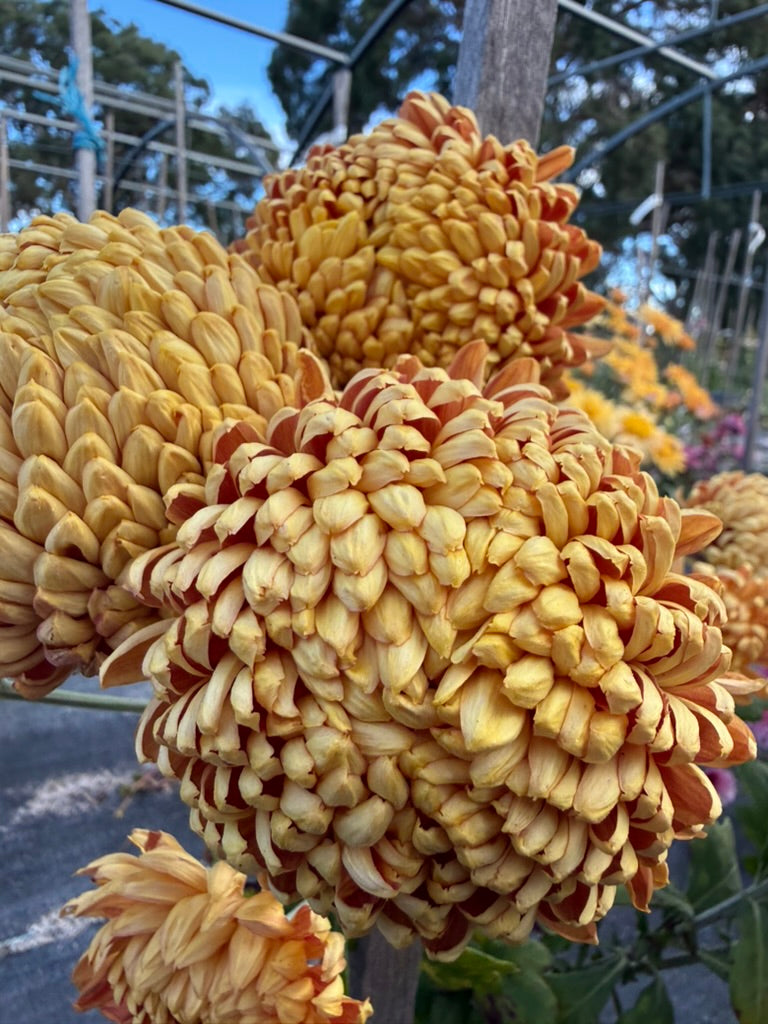 Chrysanthemum - Rooted Cutting - Bill Florentine