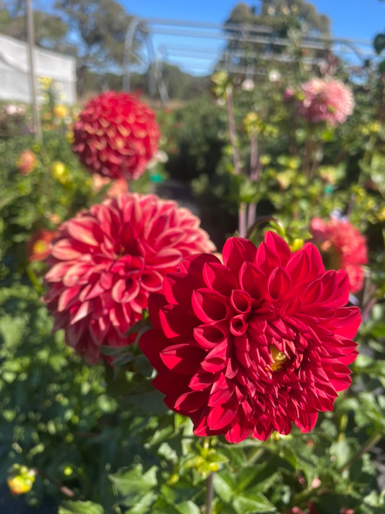Dahlia - Devon Apache