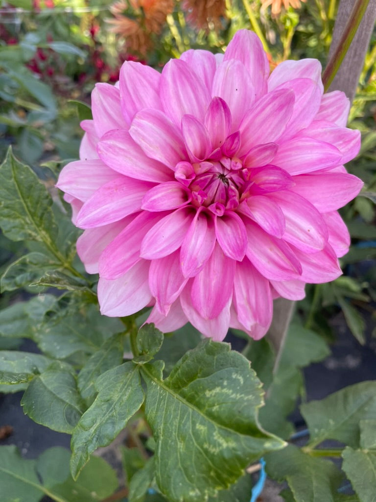 Dahlia - Lavender Tipsy
