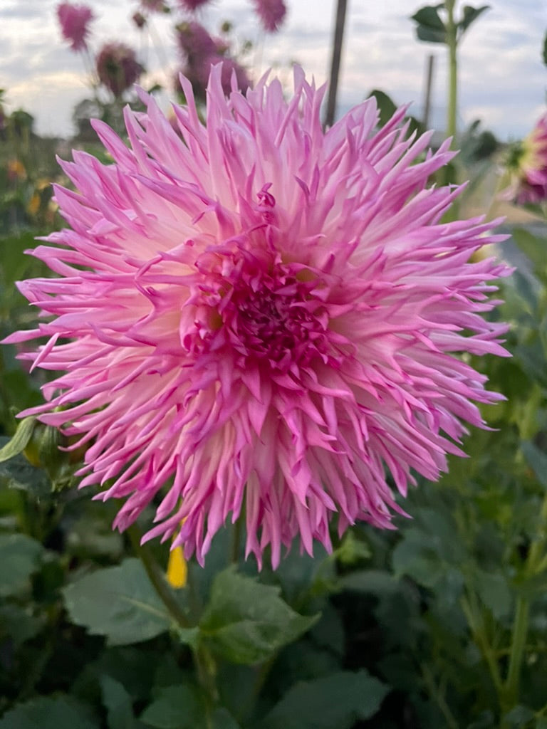 Dahlia - Aitara Picardy