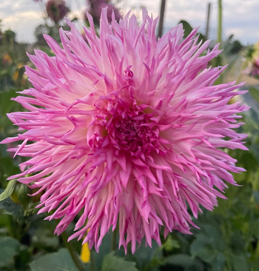 Dahlia - Aitara Picardy