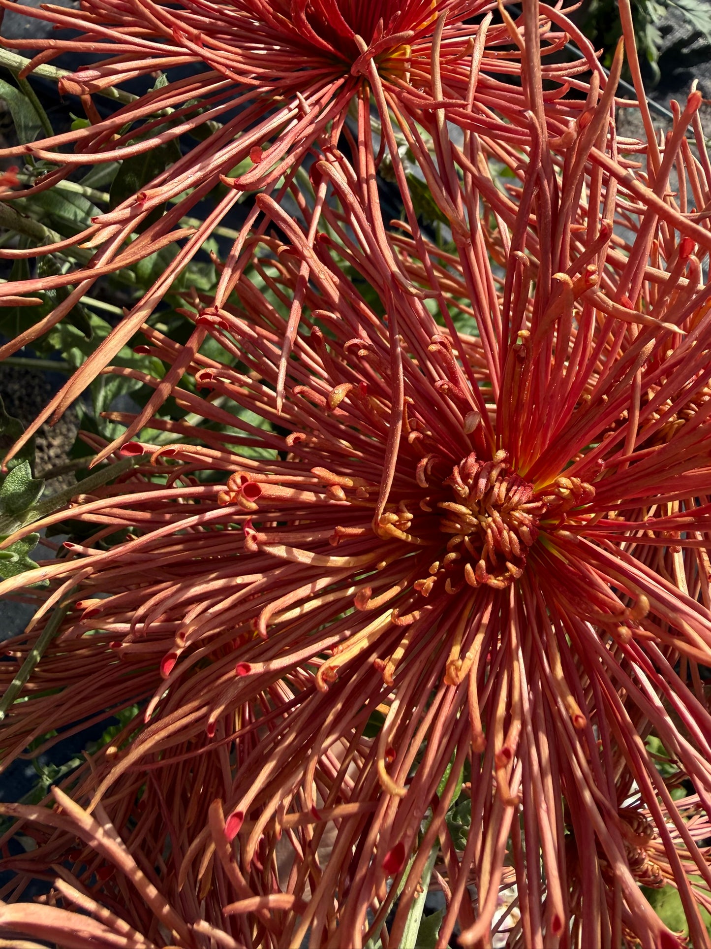 Chrysanthemum - Rooted Cutting - Topaz